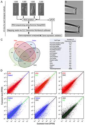 Cell-Specific Transcriptome Analysis Shows That Adult Pillar and Deiters' Cells Express Genes Encoding Machinery for Specializations of Cochlear Hair Cells